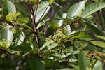 Poison sumac